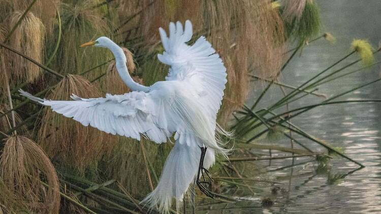 Avistamiento de Aves en Chapultepec Gratis 