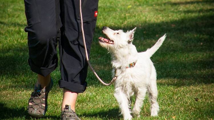 Carrera para ayudar a perros