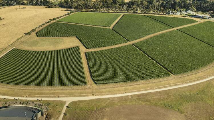 Elanto Vineyard