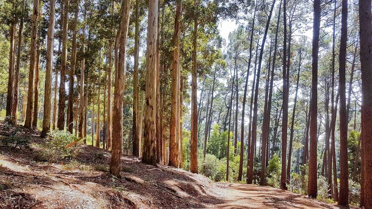 Newlands Forest (Woodcutters Trail)