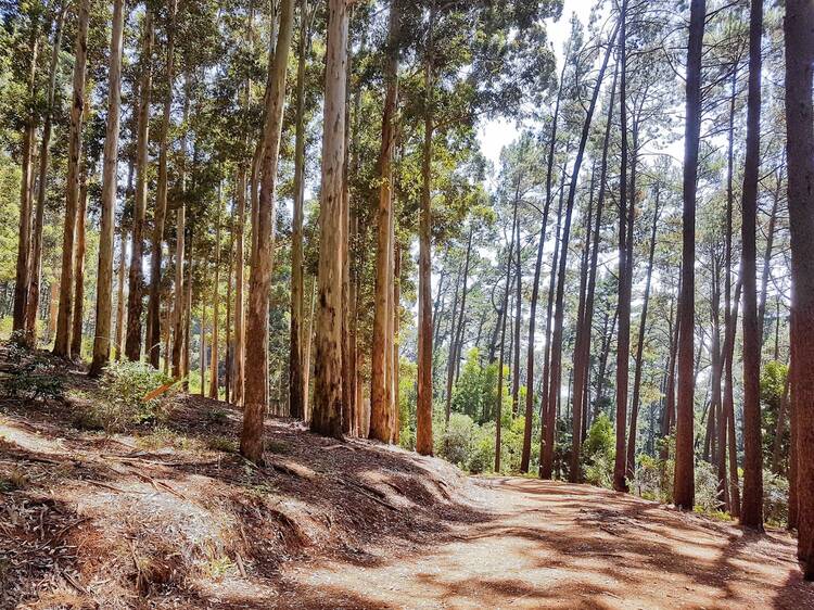Newlands Forest (Woodcutters Trail)