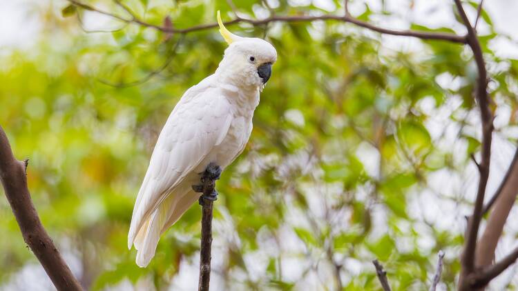 Yellow crested cockatoo
