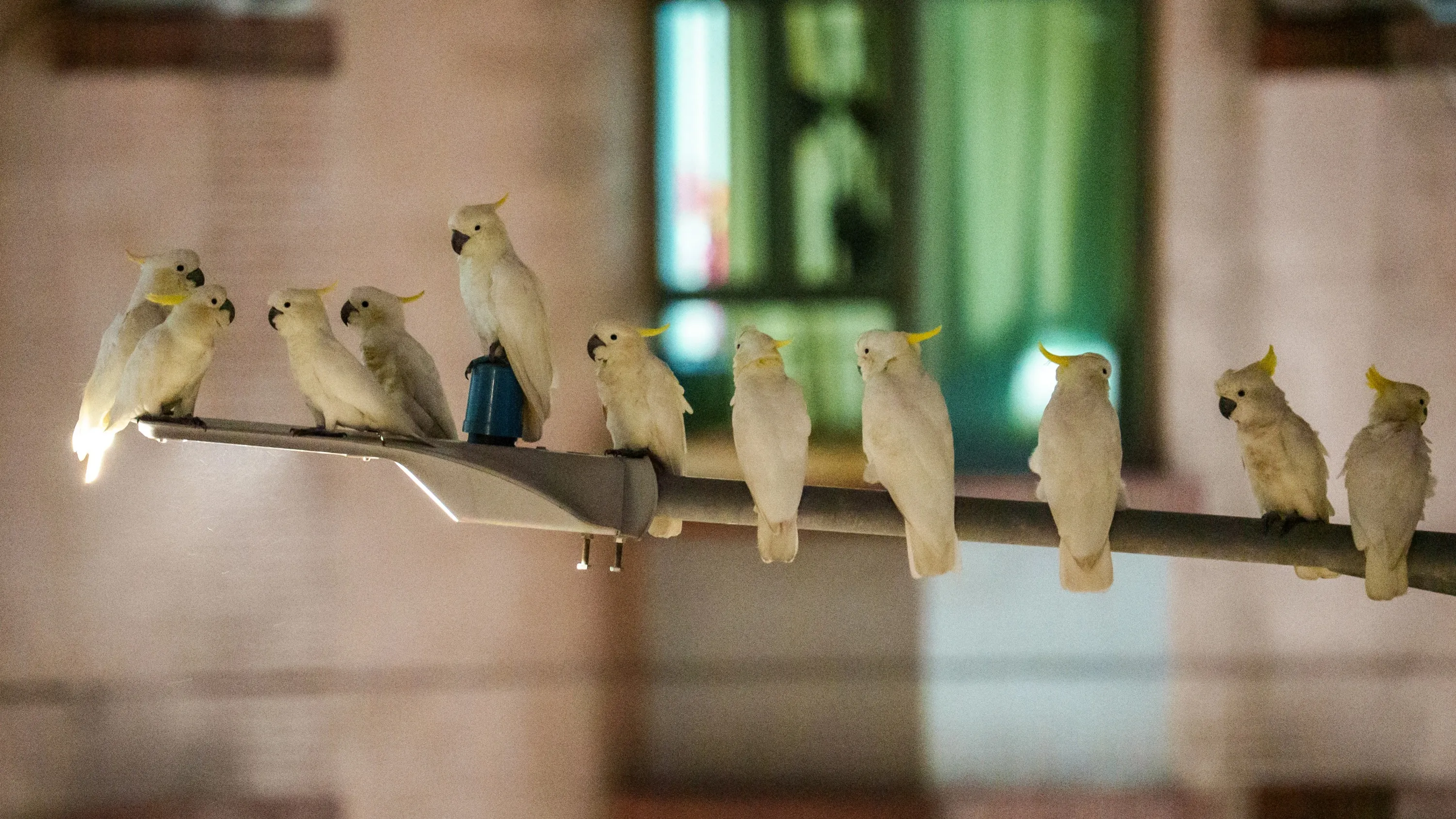 Yellow crested cockatoos