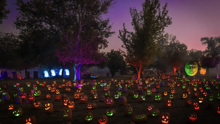 Magic of the Jack O’Lanterns A field of jack o'lanterns at Magic of the Jack O’Lanterns.