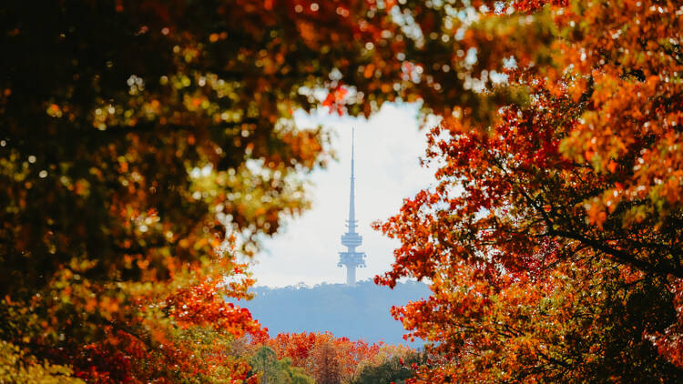 Autumn leaves framing Telstra Tower