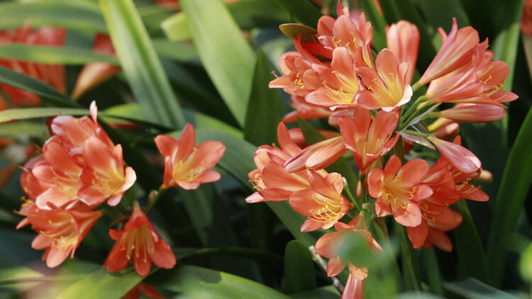 Clivia 2207549030