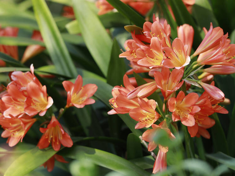 Johannesburg gets a splash of colour with rare Clivia exhibition