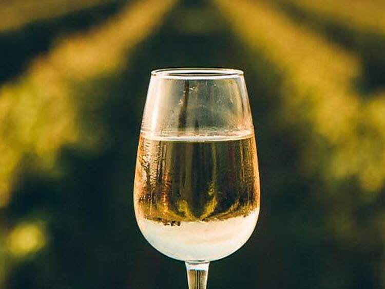 Pouca terra, muita uva: CP volta a juntar-se à festa das vindimas