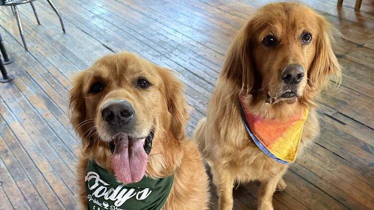 Two dogs pose for a photo at Cody's Public House.