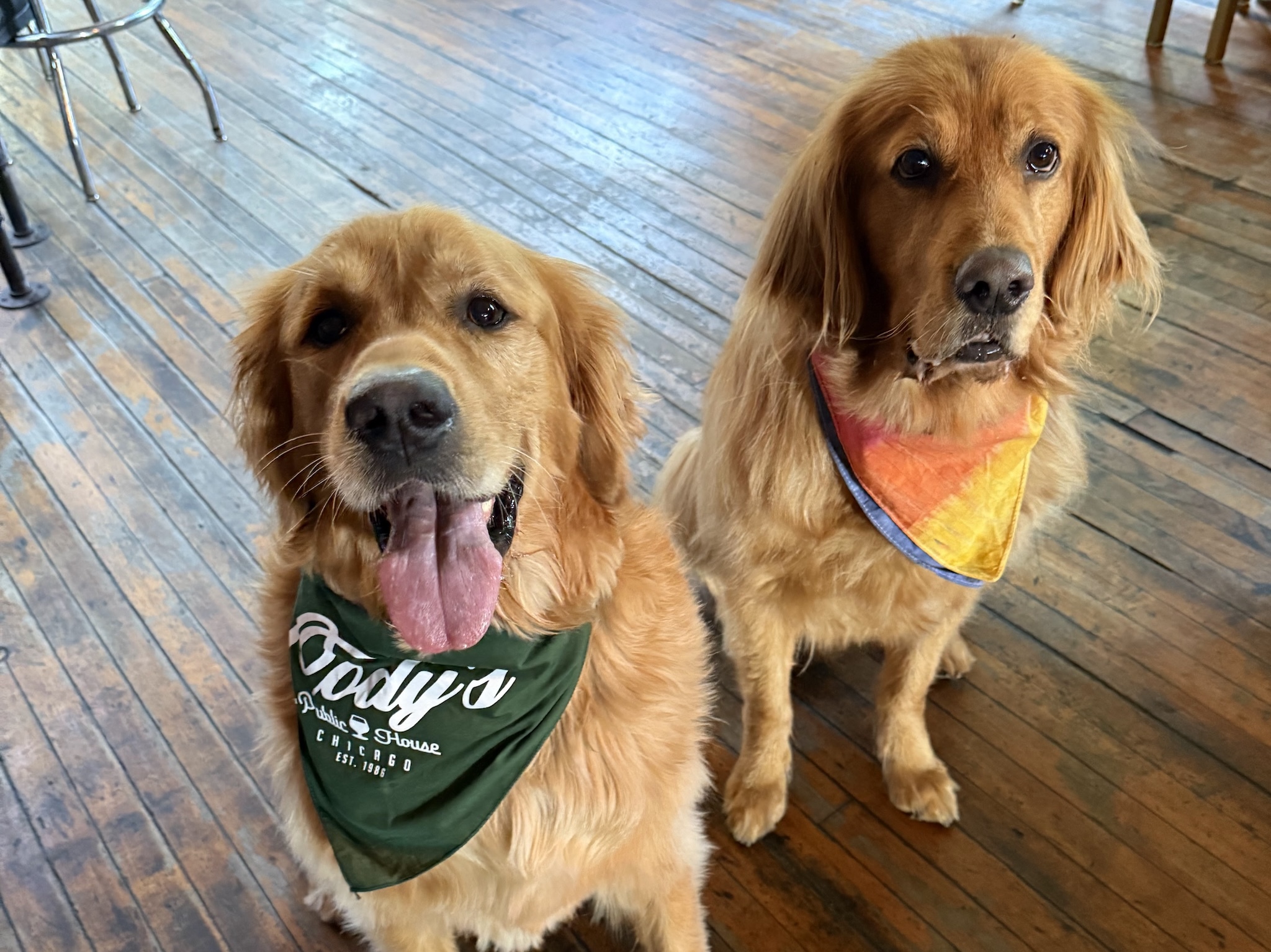 Chicago Canine Rescue Barktoberfest | Cody’s Public House | Things to do in Chicago