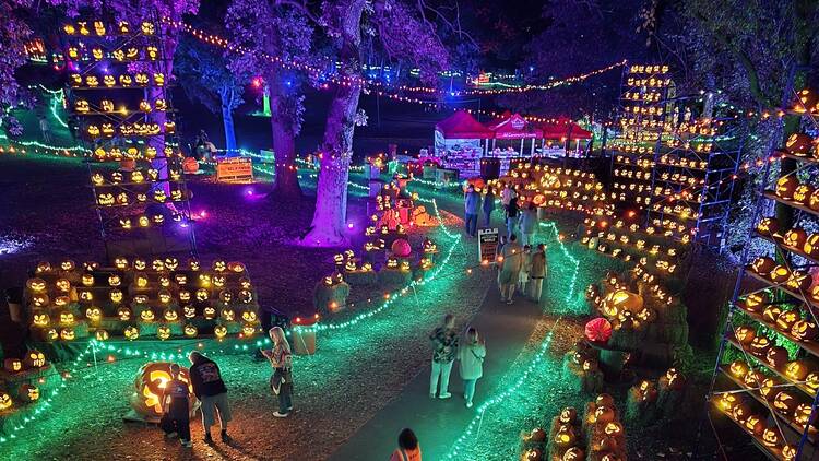 A path lined with string lights and jack o' lanterns. A path lined with string lights and jack o' lanterns.