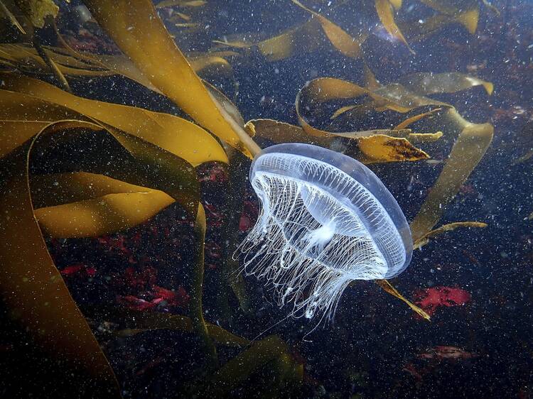 Matosinhos mergulha nos oceanos com cinema, exposições e experiências gastronómicas