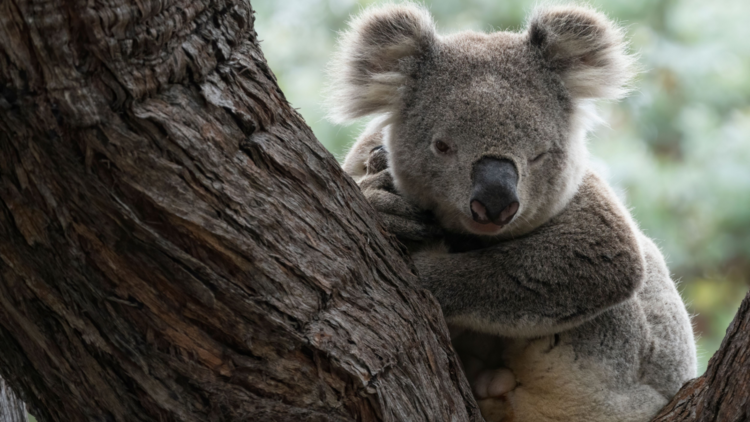 A cute koala