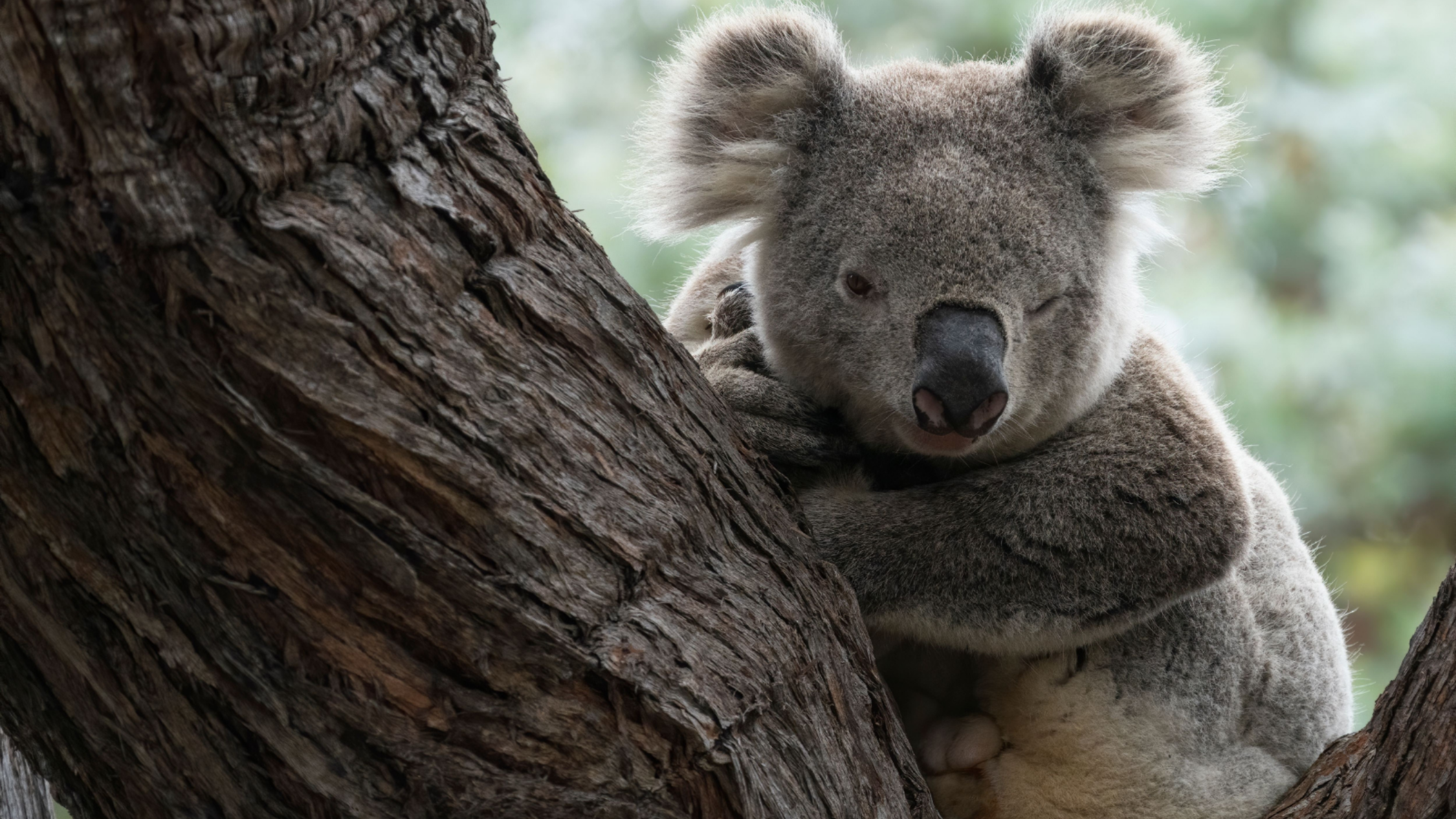 NSW is on track to score a 476,000-hectare koala reserve, one of Australia’s largest