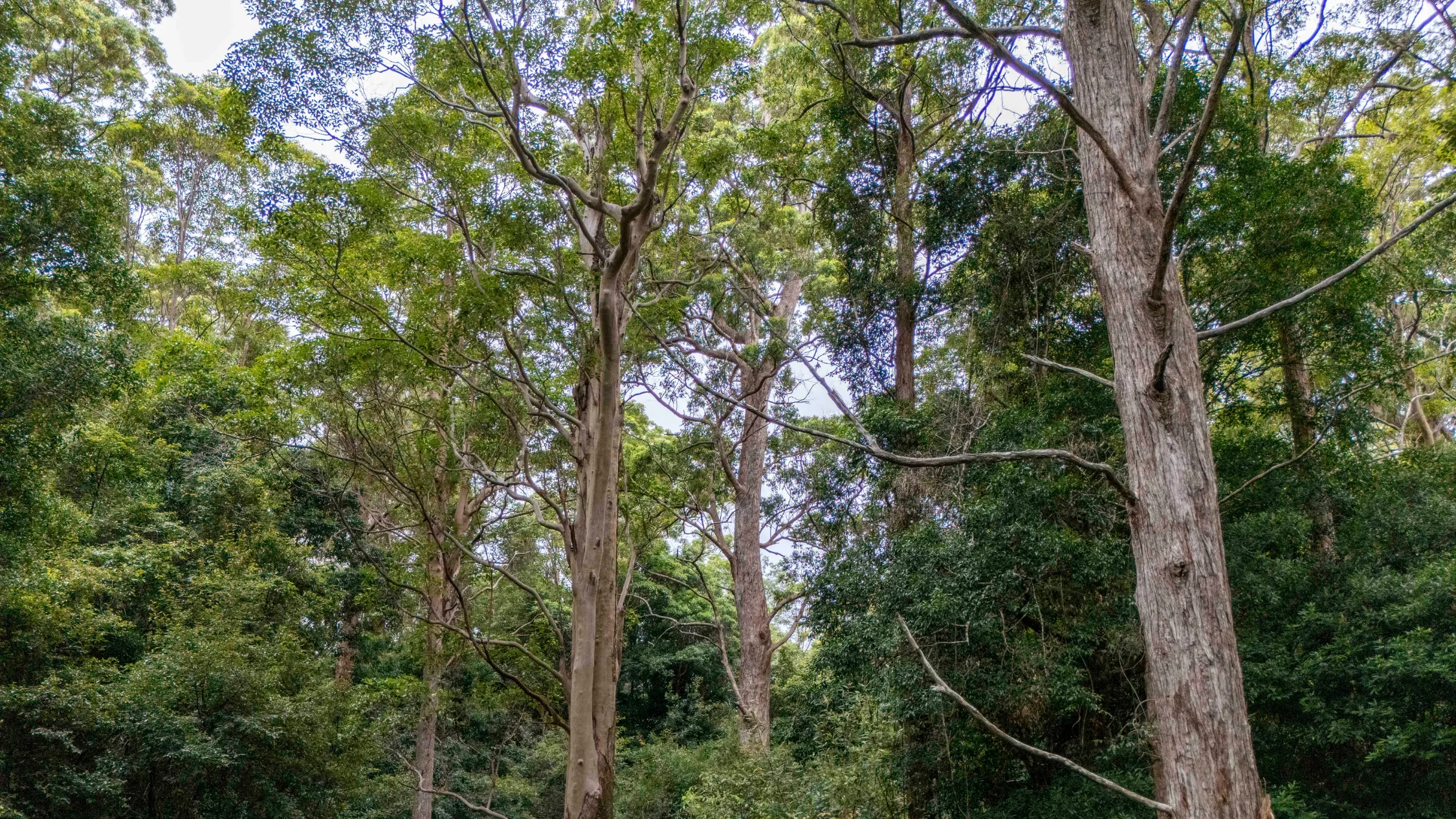 Great Koala National Park tree canopy