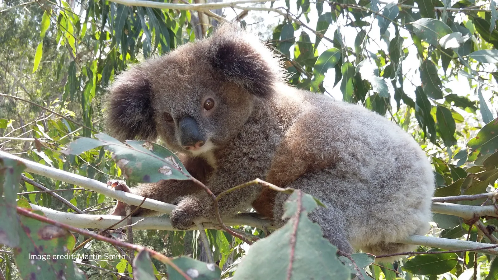 A cute koala