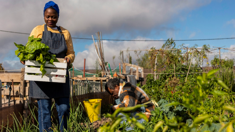 Urban Agriculture Food Resilience Infrastructure Project