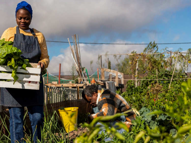 Joburg is planting the seeds of food security with new farming initiative