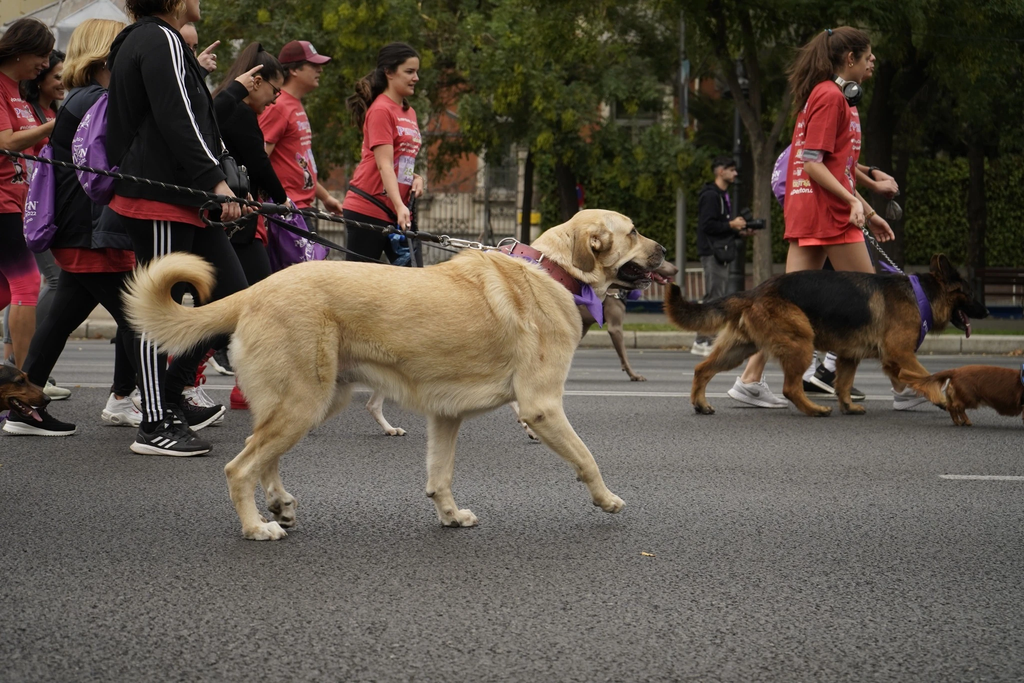 Perrot&oacute;n Espa&ntilde;a