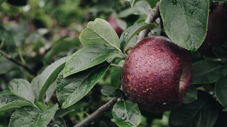 Paradis des Fruits Dunham