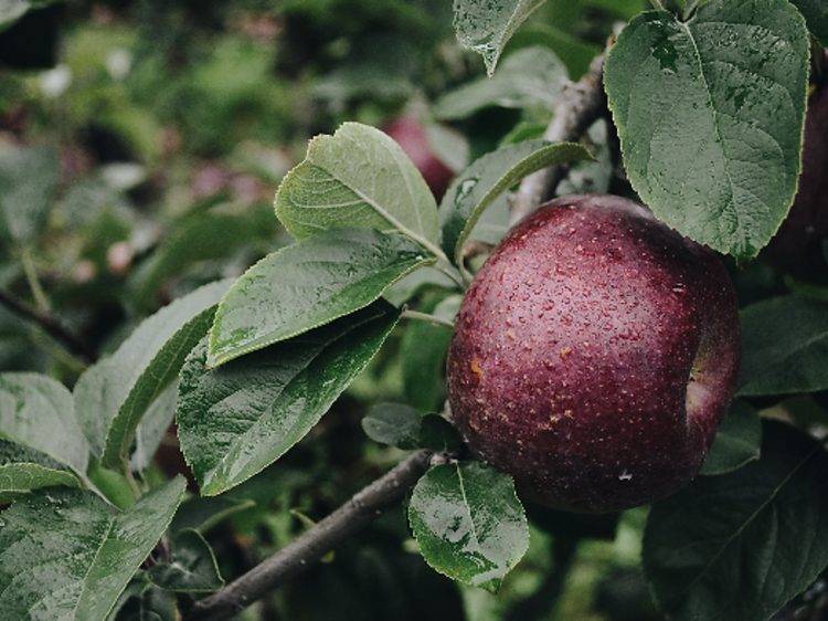 Paradis des Fruits Dunham
