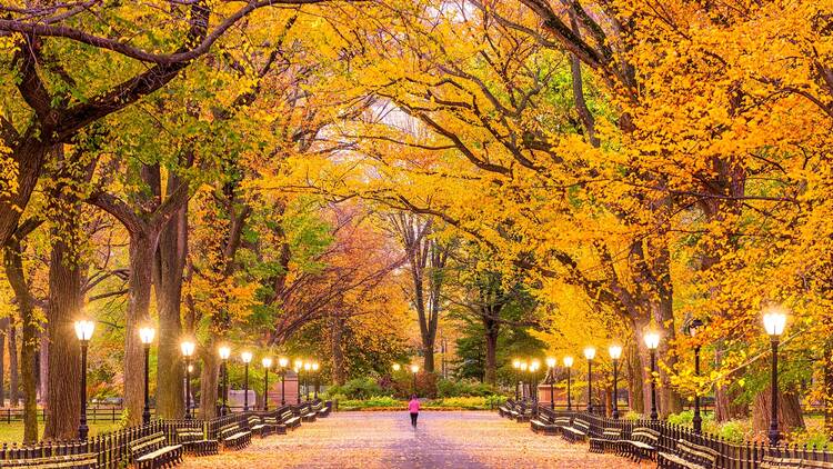Central Park during autumn
