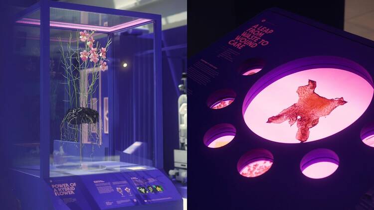 Unnatural History Museum of Singapore