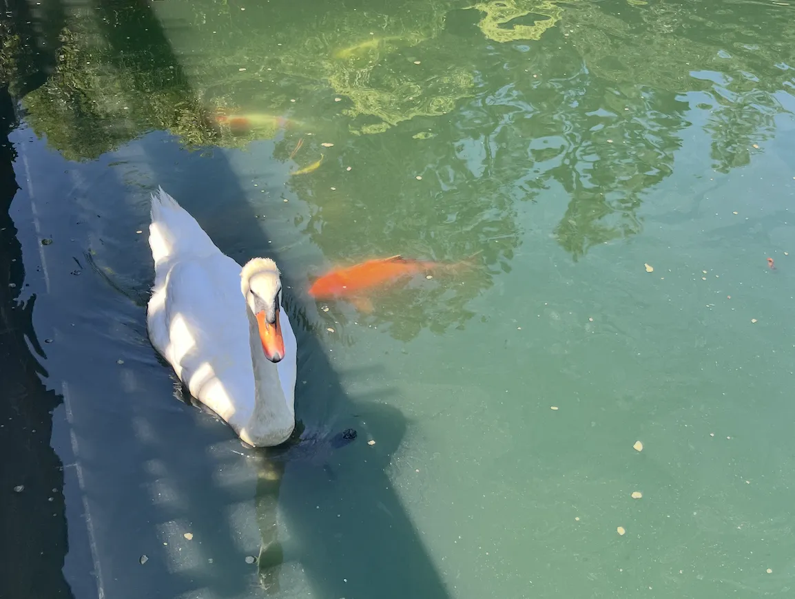 A swan at Self-Realization Fellowship Lake Shrine Pacific Palisades.