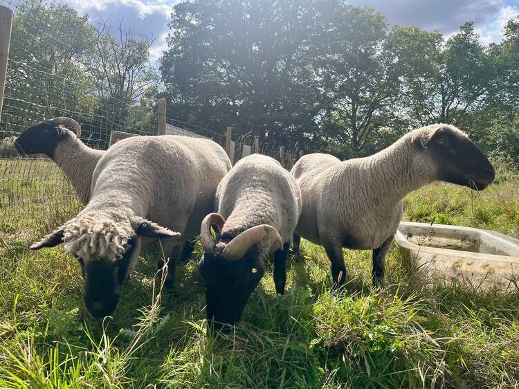 Why have sheep returned to Hampstead Heath?