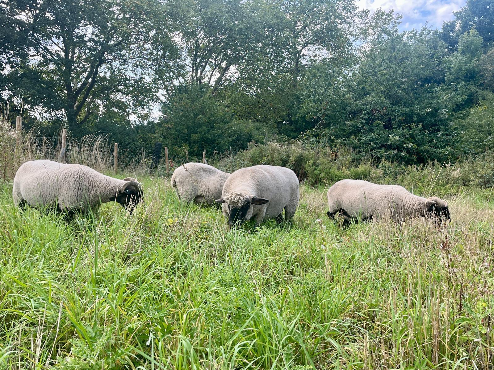 Sheep grazing on Hampstead Heath in London
