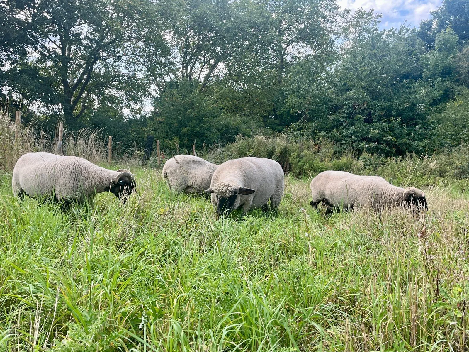 Sheep grazing on Hampstead Heath in London