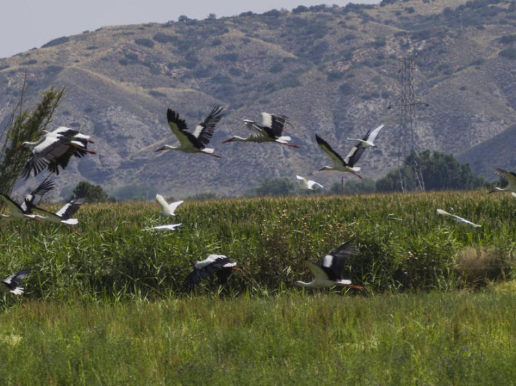 Así es la Doñana madrileña: un paraíso natural que (casi) nadie conoce
