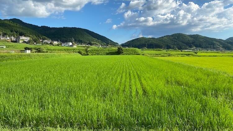 ローカルワイナリー・酒蔵