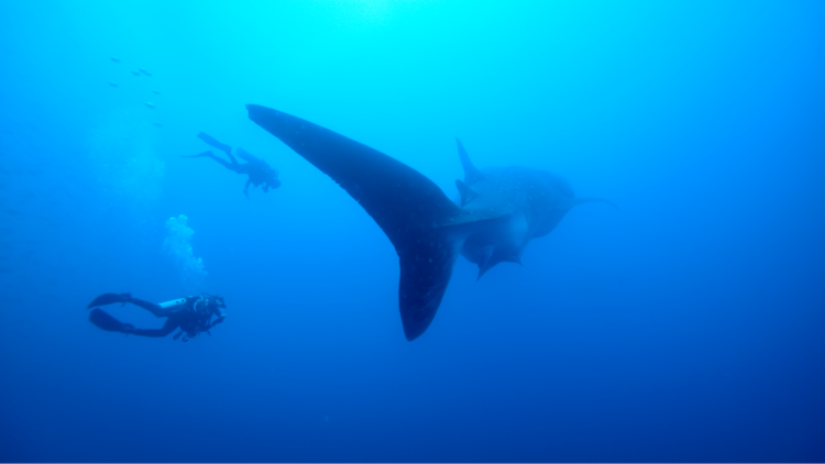 Singapore Nature Film Festival