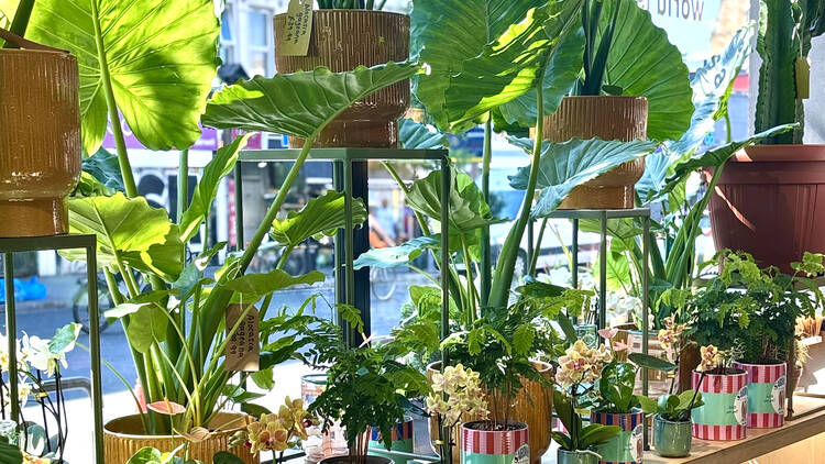 Pick up some plants at The Nunhead Gardener