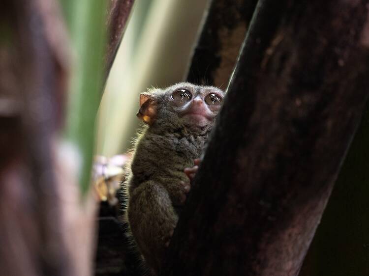 Go tarsier watching in the evening