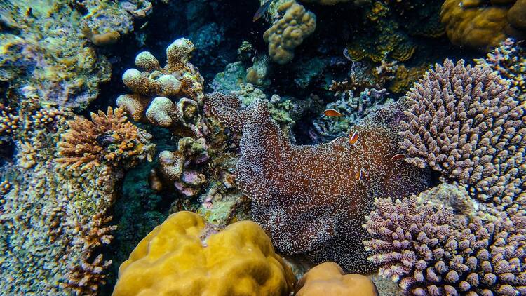 Snorkel around untouched coral reefs