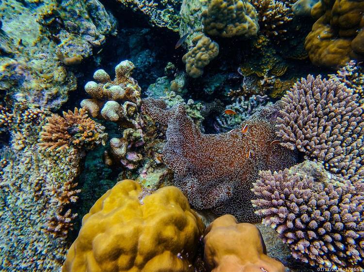 Snorkel around untouched coral reefs