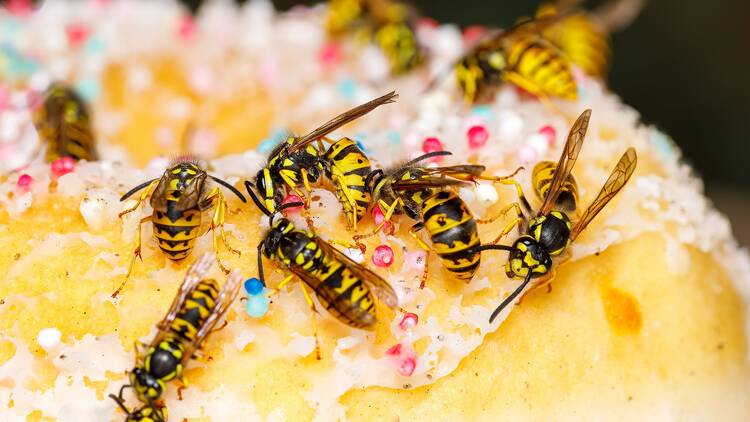 Wasps