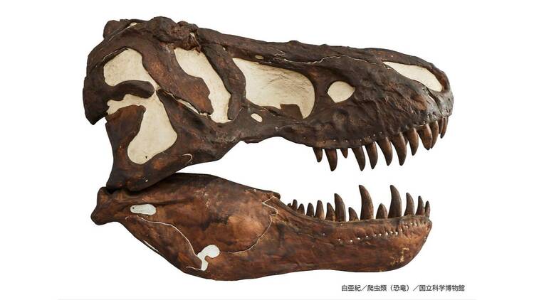 大絶滅展―生命史のビッグファイブ