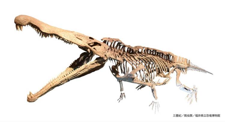 大絶滅展―生命史のビッグファイブ