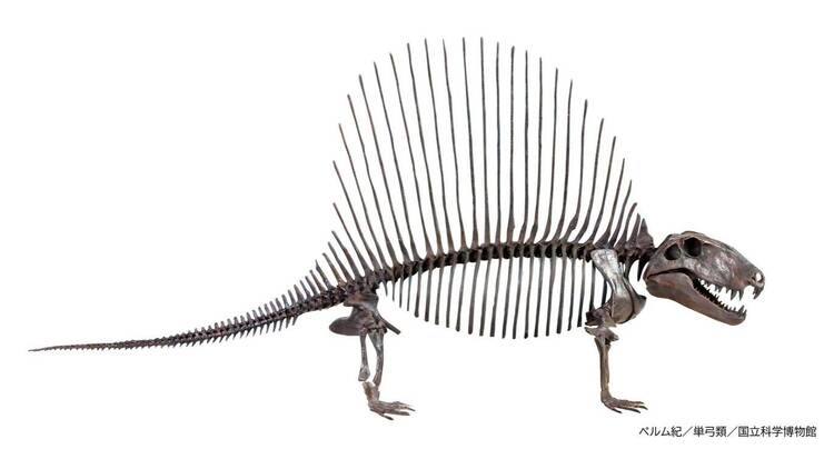 大絶滅展―生命史のビッグファイブ