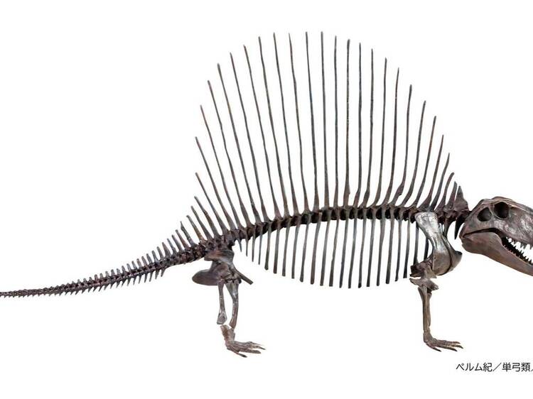 Mass Extinctions – Big Five