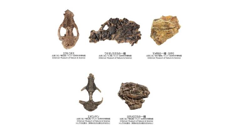 大絶滅展―生命史のビッグファイブ