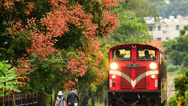 Alishan National Scenic Area, Taiwan