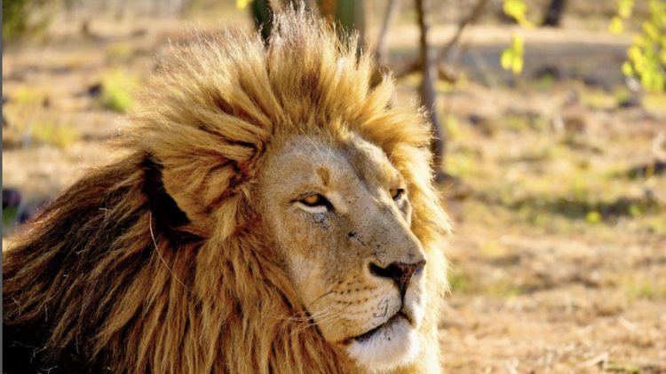 Lion and Safari Park