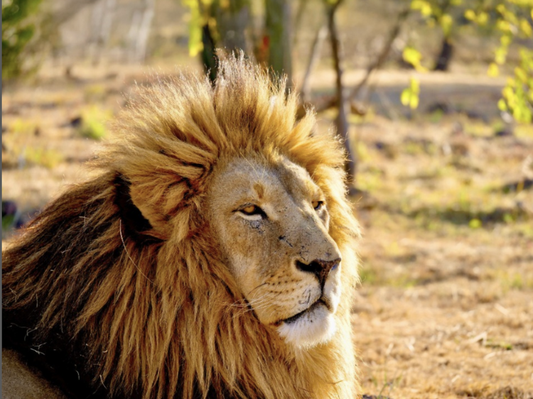 Lion and Safari Park