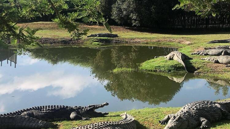 Croc City Crocodile and Reptile Park