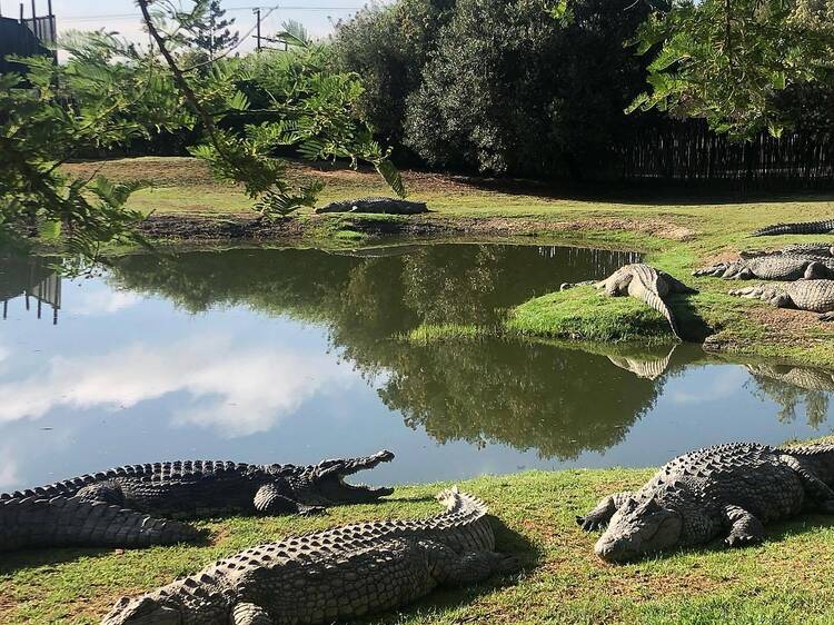 Croc City Crocodile and Reptile Park