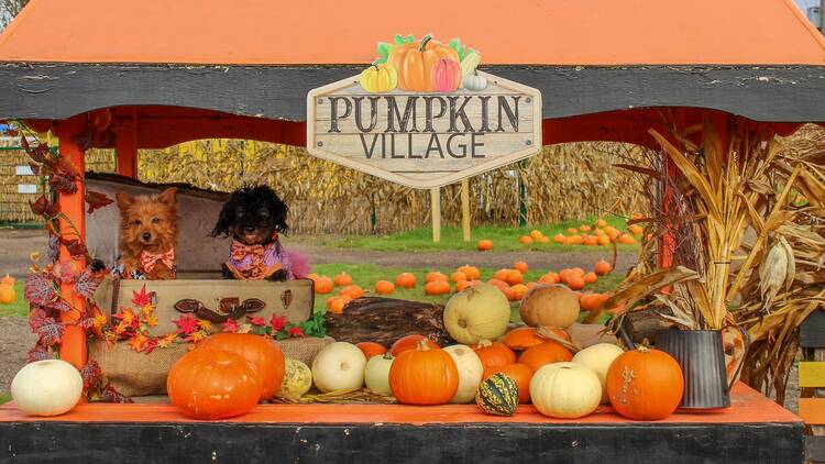 Marsh Farm Pumpkin Picking Village